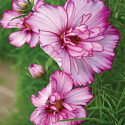 ZIXA Cosmos Double Take Seed(100 per packet)