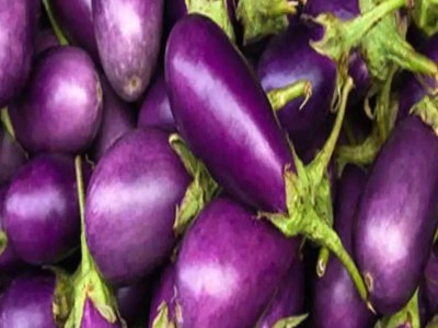UGRA Brinjal No.1 Purple Eggplant Vegetable Seed(1000 per packet)