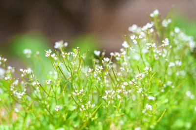 MAA gypsophila flower Seed(50 per packet)