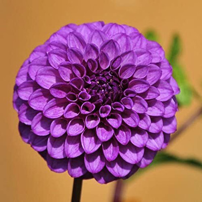 Aywal Dahlia Ball Pompon Mix Annual Flowers for Planting Seed(50 per packet)