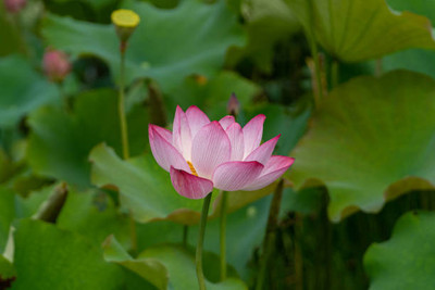 Kritanjali Creations lotus,kamal seeds Seed(20 per packet)