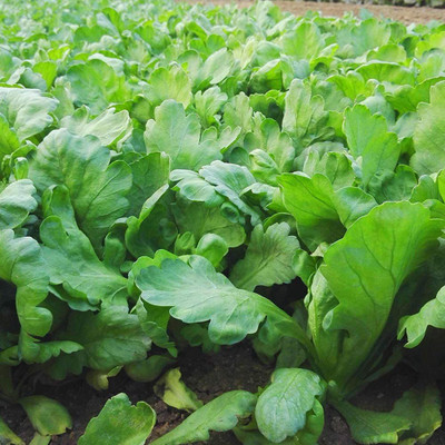 CYBEXIS ATS-16 - Large Leaves (Chrysanthemum Coronarium) - (270 Seeds) Seed(270 per packet)
