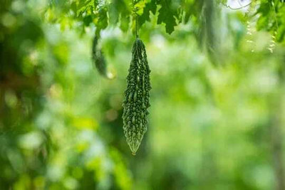 Oliver F1 BEST QUALITY BITTER GOURD SEEDS Seed(25 per packet)