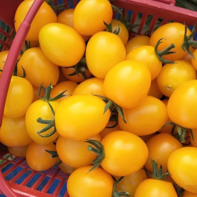 KNESSiN Yellow Pear Tomato Seed(500 per packet)