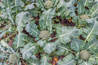 KNESSiN Broccoli Green Magic Seed(200 per packet)