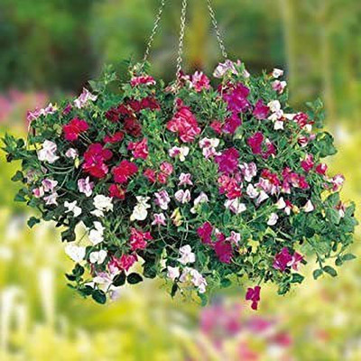 MAA Sweet Pea Seed(28 per packet)