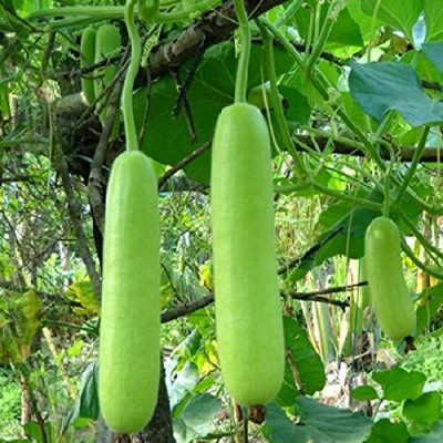 VibeX Bottle Gourd Organic Seeds-(200 Gms, 1000 Seeds) Seed(1000 per packet)
