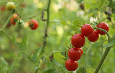 Seedsqlty tomato Seed(120 per packet)