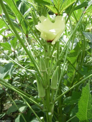 CYBEXIS HUA-82 - Okra Spineless - (1350 Seeds) Seed(1350 per packet)
