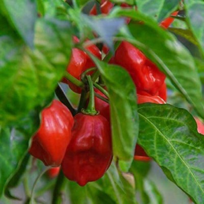 CYBEXIS Seeds of Hot Pepper Habanero Red2400 Seeds Seed(2400 per packet)