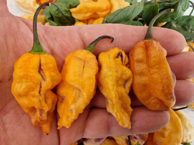 Biosnyg Hybrid Black Phantom Orange Chilli Vegetable Seeds For Planting-(2000 Seeds) Seed(2000 per packet)