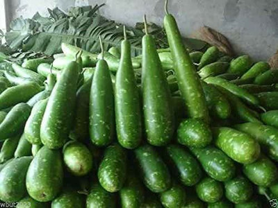 WILLVINE NDIR-82 Ornamental Birdhouse Bottle Gourd Seed(50 per packet)