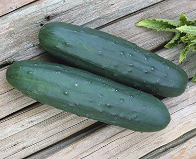 VibeX ® XLR-520 Cobra Cucumber Seeds Seed(200 per packet)