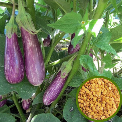 LPR BRINJAL SEEDS Seed(300 per packet)
