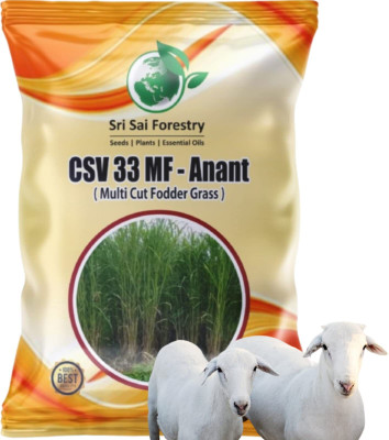 SRI SAI FORESTRY CSV 33 MF (Anant) Fodder Grass Seeds, High Yield Multi Cut Grass Seed(100 g)