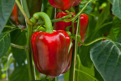 WILLVINE XL-612 IMPORTED CAPSICUM Red Seed(200 per packet)