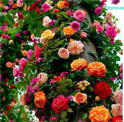Toywua Elegant Climbing Rose Flower Seeds Bloom & grow Seed(25 g)