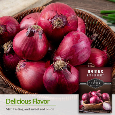 WILLVINE HUA -XI Red Burgundy Onion Seeds [10g] Seed(7500 per packet)