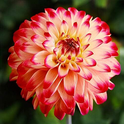Qualtivate NBIR-22 Lady Darlene Dinnerplate Dahlia Seeds Seed(50 per packet)