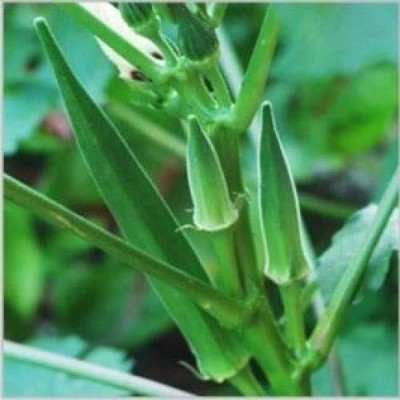 CRGO OKRA , BHINDI Seed(20 per packet)