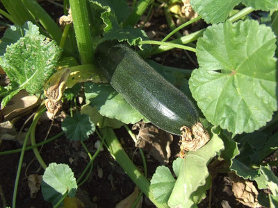 KNESSiN Organic Black Beauty Zucchini Vegetable Seeds - (200 Seeds) Seed(200 per packet)