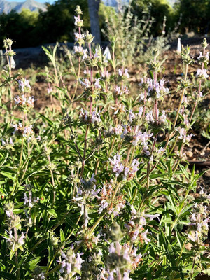 Qualtivate GBPT-4A Black Sage Seed(100 per packet)