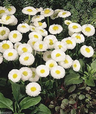 CYBEXIS PAU-11 - Super Enorma Double - English Daisy - (180 Seeds) Seed(180 per packet)