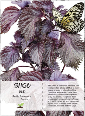 Qualtivate Red Shiso Herb Perilla Seed(300 per packet)