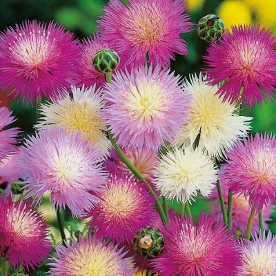 Quentova Sweet Sultan Mixed Flower-ROC-4S Seed(50 per packet)