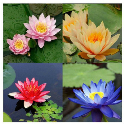 Cosmos Lotus (Kamal gatta) Seed(100 per packet)
