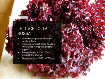 CYBEXIS LETTUCE LOLLA ROSSA SEEDS(250 Seeds) Seed(250 per packet)