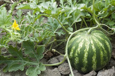 Aywal Best Quality Juicy Hybrid F1 Watermelon Water Melon, Tarbuj, Tormuj Seed(475 per packet)