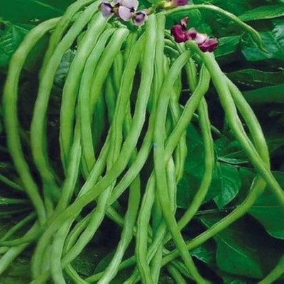 MOONQULTY Long Cowpea (Lobia),borbotieed sswpe, Coa 36 Seed(36 per packet)