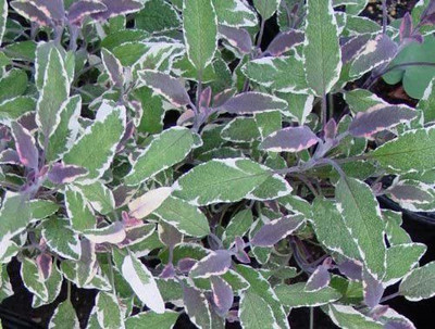 VibeX PUAS-77 - Tricolor Sage - (1350 Seeds) Seed(1350 per packet)