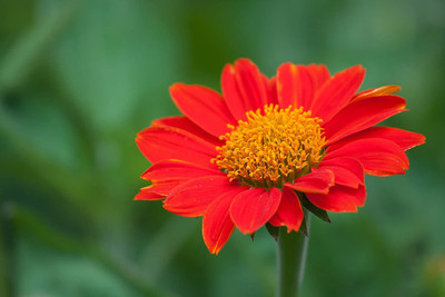 WILLVINE ™ Red Mexican Sunflower Seeds for Planting-2000 SEEDS Seed(2000 per packet)