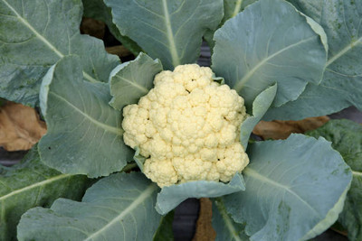 VIVETHAN white cauliflower,gobhee seeds Seed(55 per packet)