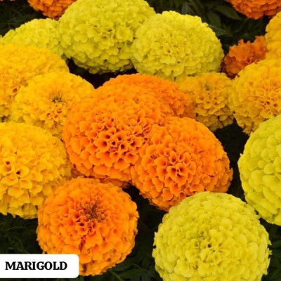 SUAA African Marigold Mix Seed(2212 per packet)