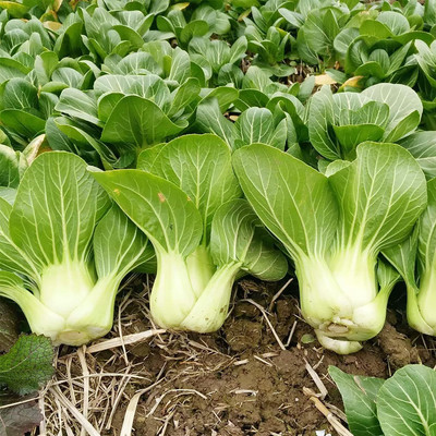 WILLVINE GBPUT -I Chinese Cabbage Pak Choi Seeds [2.5g] Seed(750 per packet)