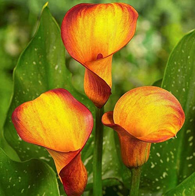 Audbhidhi Winter Flower Plant for Calla Lily Bulb Seed(2 per packet)