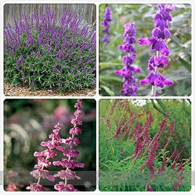 VibeX NBIR-42 - Mexican Bush Sage Pink Salvia - (1350 Seeds) Seed(1350 per packet)