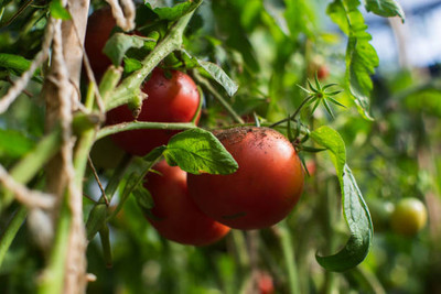 DAYAKISHAN tomato Seed(105 per packet)