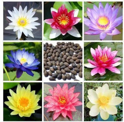 SEEDKEY lotus seeds Seed(3 per packet)