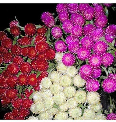 Lorvox Gomphrena Flower Seed(80 per packet)