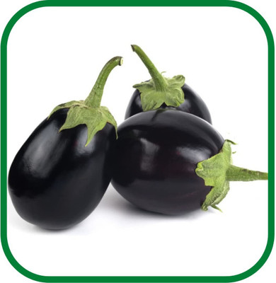 VibeX ® XLR-452 BRINJAL (BEGAN ,EGG PLANT ) SEEDS Seed(200 per packet)