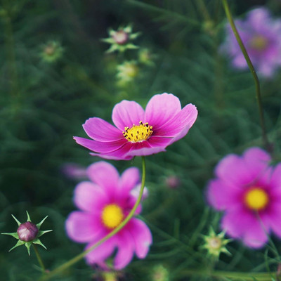 Qualtivate KGF -167 Cosmos ‘Mix’ F1 Hybrid Flower Seeds Seed(25 per packet)