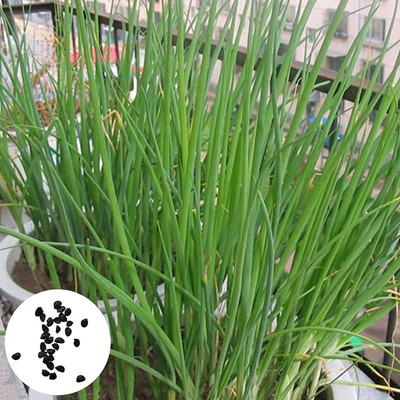 CYBEXIS Good Germination Green Onion Seeds2000 Seeds Seed(2000 per packet)
