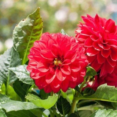 LPR DAHLIA Seed(5 per packet)