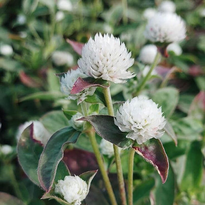 Lorvox Gomphrena Strawberry Flower Seed(95 per packet)