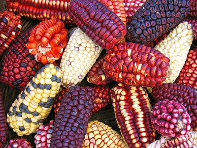 Aywal मकई स्वीट कॉर्न Organic Indian Sweet Corn Plant Seed(175 per packet)