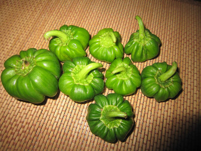 KNESSiN XIV-54 Capsicum Seed(150 per packet)